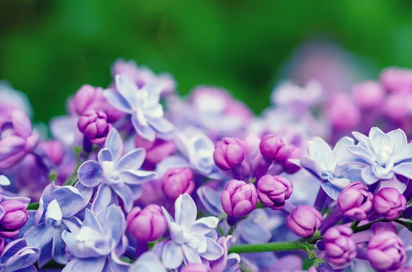 Macro Imagem Primavera Flores Lilás Violeta Macio Fundo Floral Sazonal — Fotografia de Stock