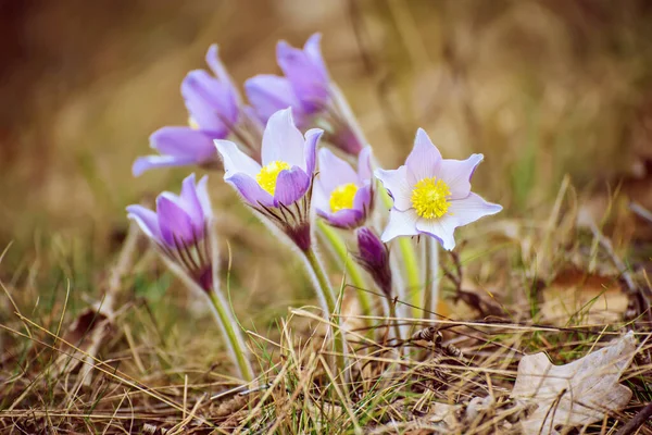 Pasque Flor Crescendo Natureza Macro Primavera Floral Vintage Fundo — Fotografia de Stock