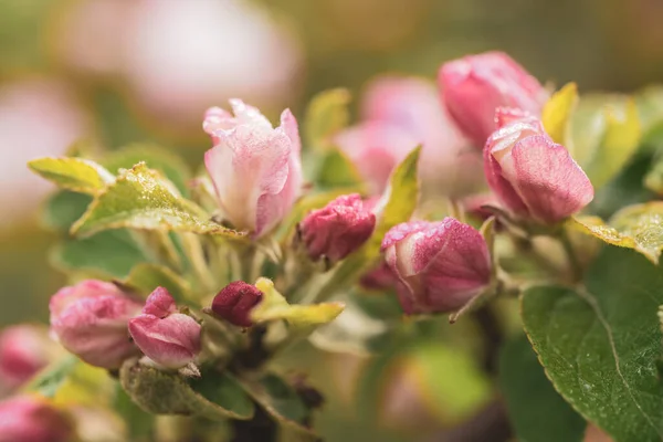 Apfelbaumblüte Zur Frühlingszeit Blumiger Hintergrund — Stockfoto