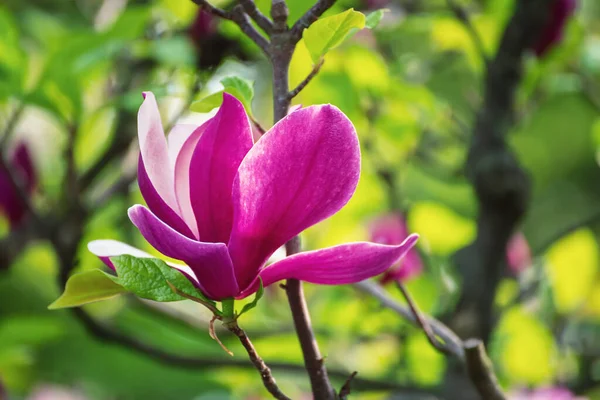 Bloei Van Magnolia Roze Bloem Met Bladeren Het Voorjaar Bloemen — Stockfoto