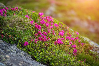 Dağlarda yetişen pembe rhododendron çiçekleri, kayalar, doğa çiçekleri...