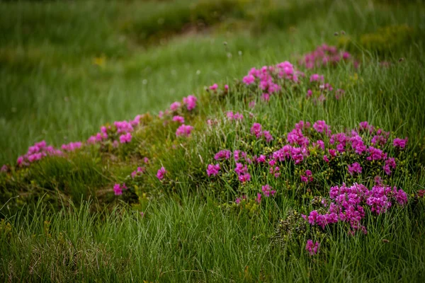 山で成長するピンクのシャクナゲの花 自然花の背景 — ストック写真