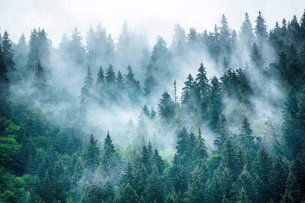 Puslu Sisli Dağ Manzarası Köknar Ormanı Eski Moda Hipster Tarzında — Stok fotoğraf