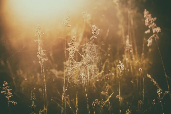 Summer golden plants with dew water drops and shiny web, macro sunny natural background