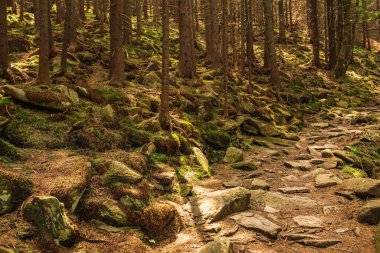 Karanlık, kasvetli bir orman, yeşil ağaçlar, doğal, klasik bir arka plan. Ukrayna. Carpatian Dağları