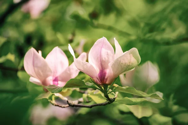 Fioritura Fiori Magnolia Rosa Con Foglie Verdi Primavera Sfondo Floreale — Foto Stock