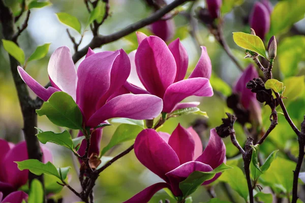 Blossoming Pink Magnolia Flowers Green Leaves Spring Time Floral Natural — Stock Photo, Image