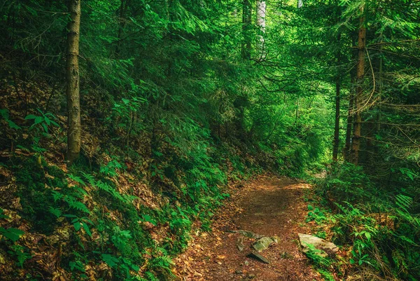 Dark moody forest with path and green trees, natural outdoor vintage background