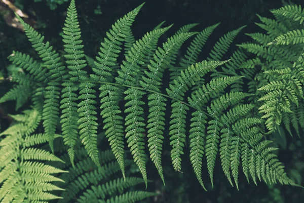 Foglia Felce Verde Estiva Nella Foresta Scuro Vintage Hipster Sfondo — Foto Stock