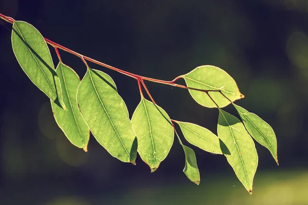 Eucalipto Verde Foglie Sfondo Astratto Con Spazio Copia Sfondo Medico — Foto Stock