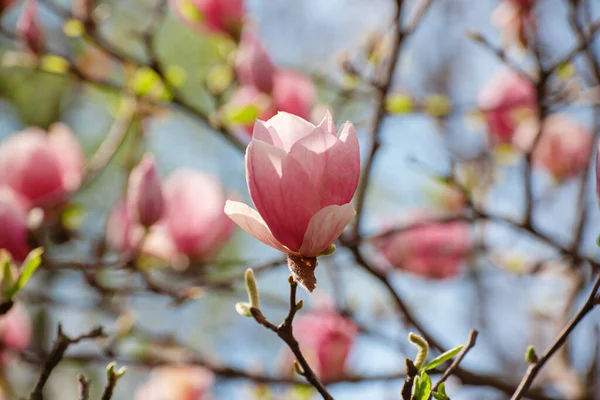 Kwitnące Różowe Kwiaty Magnolii Okresie Wiosennym Kwiatowe Naturalne Sezonowe Tło — Zdjęcie stockowe