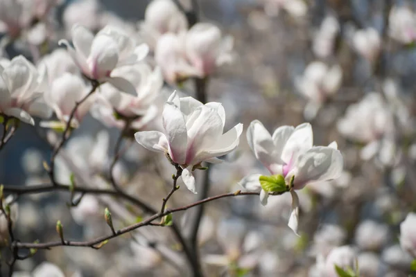 Florecimiento Magnolia Flores Blancas Primavera Fondo Natural Estacional —  Fotos de Stock