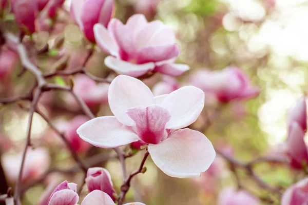 Bloeien Van Roze Magnolia Bloemen Het Voorjaar Bloemen Natuurlijke Seizoensgebonden — Stockfoto