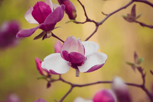 Kwitnące Różowe Kwiaty Magnolii Okresie Wiosennym Kwiatowe Naturalne Sezonowe Tło — Zdjęcie stockowe