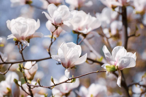 春にはマグノリア白花を咲かせ 四季折々の自然を背景に — ストック写真