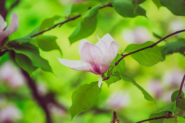 春に緑色の葉を持つピンク色のマグノリアの花の開花 花の自然な季節の背景 — ストック写真