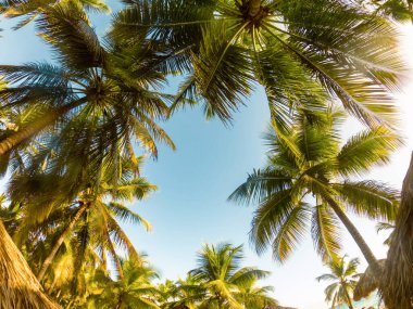 Mavi gökyüzü üzerinde palmiye dalları, kopyasal alan ve çerçeve ile tropikal arkaplan