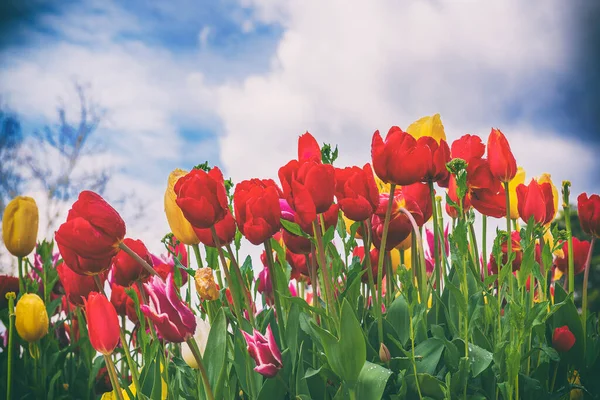 Spring Meadow Red Tulip Flowers Blue Sky Floral Natural Seasonal — Stockfoto