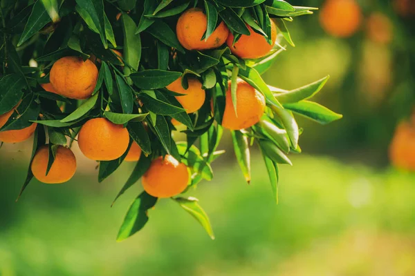 Tangerine Ηλιόλουστος Κήπος Πράσινα Φύλλα Και Ώριμα Φρούτα Μανταρινάδικο Ώριμα — Φωτογραφία Αρχείου