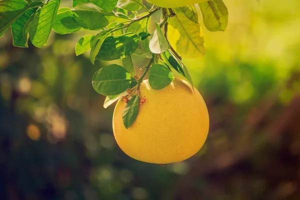 Ripe pomelo fruits hang on the trees in the citrus garden. Harvest of tropical pomelo in orchard. Pomelo is the traditional new year food in China, it gives luck. Agricultural food background