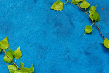 Boşaltmak grunge koyu mavi zemin üzerine yeşil huş ağacı bahar bırakır. Mevsimsel ve tebrik kavramı.