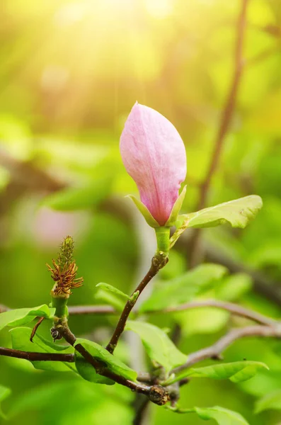 Magnolia Bocciolo Fiore Rosa Primavera Concetto Stagionale Naturale — Foto Stock