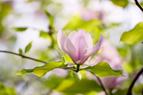 Kukinta Vaaleanpunainen Magnolia Kukkia Vihreät Lehdet Keväällä Aika Kukka Luonnollinen — kuvapankkivalokuva