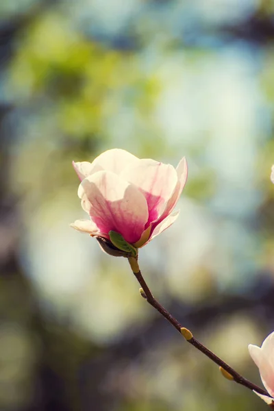 春季粉红木兰花的开花 植物自然季节背景 — 图库照片