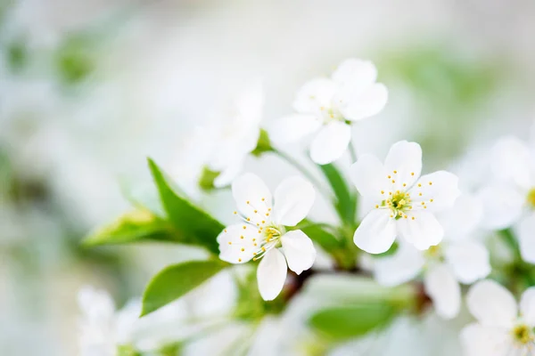 Floraison Fleurs Cerisier Printemps Fond Floral Saisonnier Naturel Macro Image — Photo