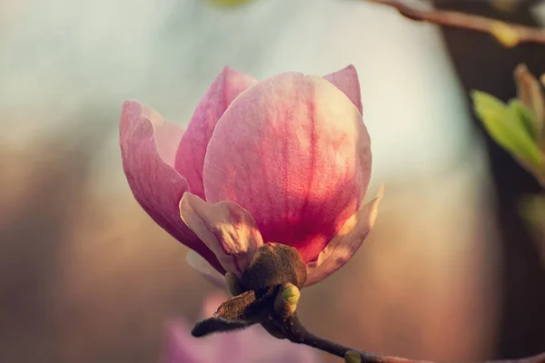 Kwitnące Różowe Kwiaty Magnolii Okresie Wiosennym Kwiatowe Naturalne Sezonowe Tło — Zdjęcie stockowe