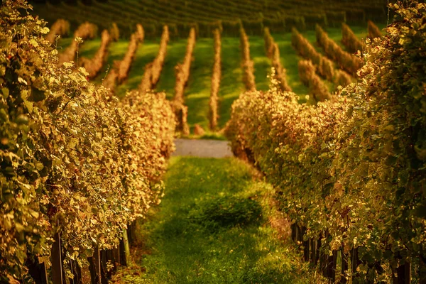 Landskap Med Höst Vingårdar Och Soliga Blad Vin Grenar Naturliga — Stockfoto