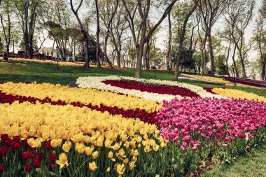 Emirgan Park, İstanbul 'da Colofur laleleri çiçek açtı. Lale çiçekleri festivali.