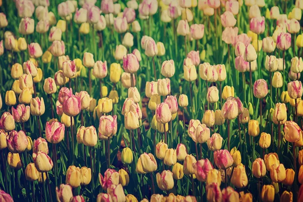 Frühlingswiese Mit Vielen Bunten Violetten Und Weißen Tulpenblüten Blumigem Hintergrund — Stockfoto
