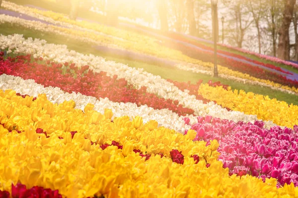 Colofur Tulpaner Blommar Emirgan Park Istanbul Tulpanblommornas Festival — Stockfoto