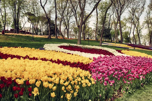 Colofur Tulpaner Blommar Emirgan Park Istanbul Tulpanblommornas Festival — Stockfoto