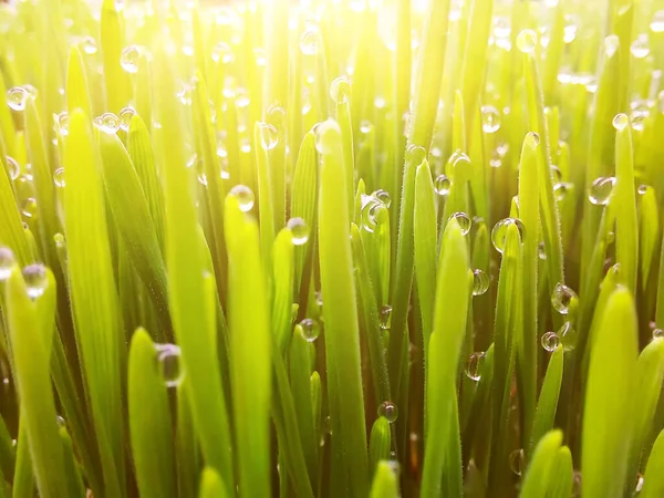 Natural Abstract Soft Green Eco Sunny Background Grass Water Drops — ストック写真