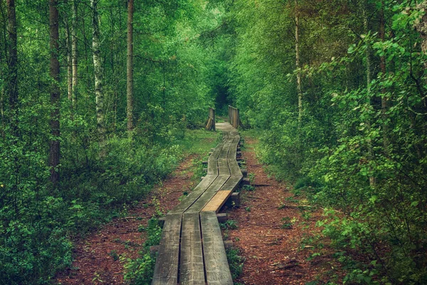 Floresta Temperamental Verão Pântano Com Caminho Madeira Árvores Verdes Fundo — Fotografia de Stock