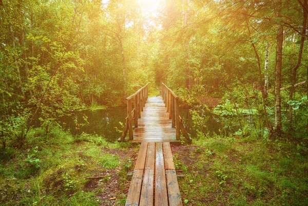Καλοκαίρι Moody Δάσος Και Βάλτο Ξύλινο Μονοπάτι Γέφυρα Και Πράσινα — Φωτογραφία Αρχείου