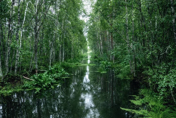 Lago Paludoso Nella Foresta Estonia Paesaggio Estivo Stagionale — Foto Stock