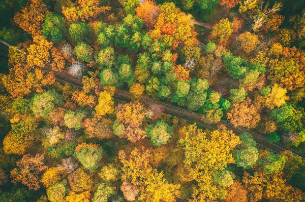 Colourful Autumn Forest Form Tram Line Captured Drone Natural Seasonal — Stockfoto