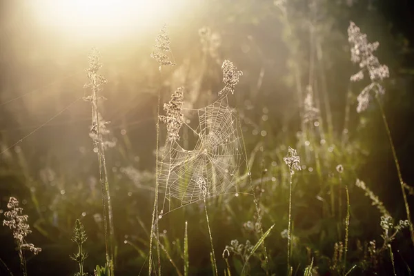 Summer golden plants with dew water drops and shiny web, macro sunny natural background