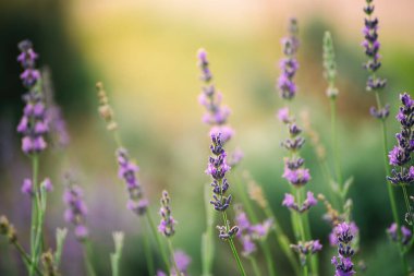 Yaz mevsiminde çiçek açan leylak rengi lavanta çiçeği, doğal çiçekli arka plan.