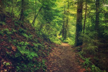 Karanlık, kasvetli bir orman, yeşil ağaçlar, doğal, klasik bir arka plan.