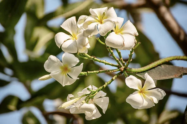 White Plumaria Flowers Tropical Island Thailand Traditional Flower Spa Relaxation —  Fotos de Stock