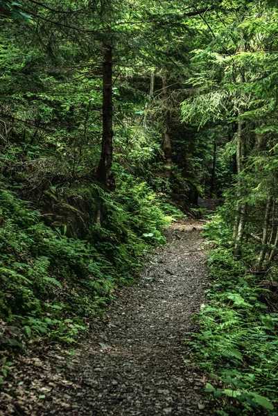 Dark moody forest with path and green trees, natural outdoor vintage background