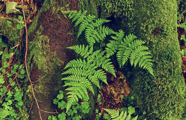 Grünes Sommerfarnblatt Wald Dunkler Vintage Hipster Hintergrund — Stockfoto