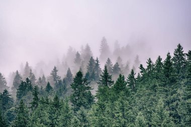 Puslu sisli dağ manzarası köknar ormanı ve eski moda hipster tarzında telif uzayı.