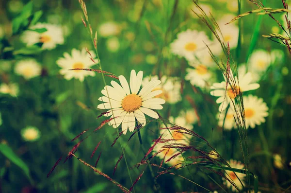 緑の草原やコピースペース 自然の背景に成長野生のカモミールデイジーの花 — ストック写真