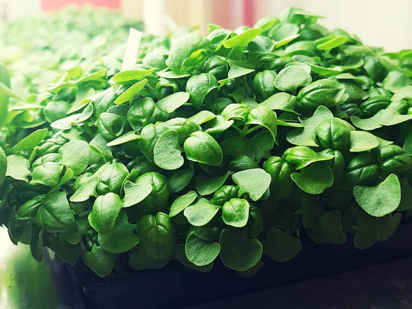 Macro Image Micro Green Young Cabbage Leaves Natural Organic Food — Stok fotoğraf