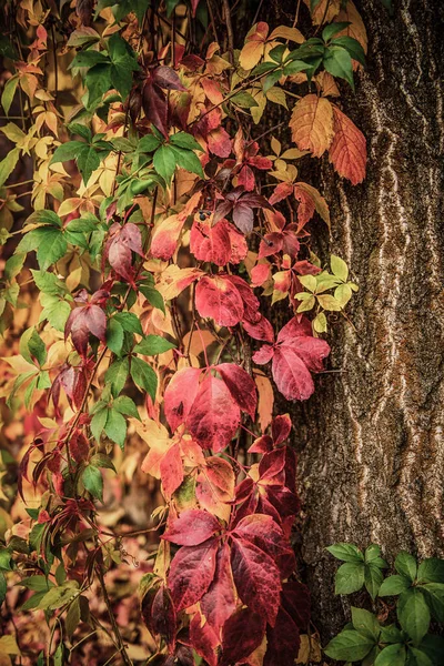 Дике Виноградне Червоне Листя Природний Сезонний Осінній Вінтажний Фон — стокове фото